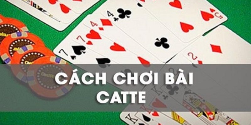 bài catte